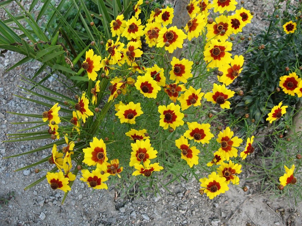 Kız Gözü Bahçe Çiçeği