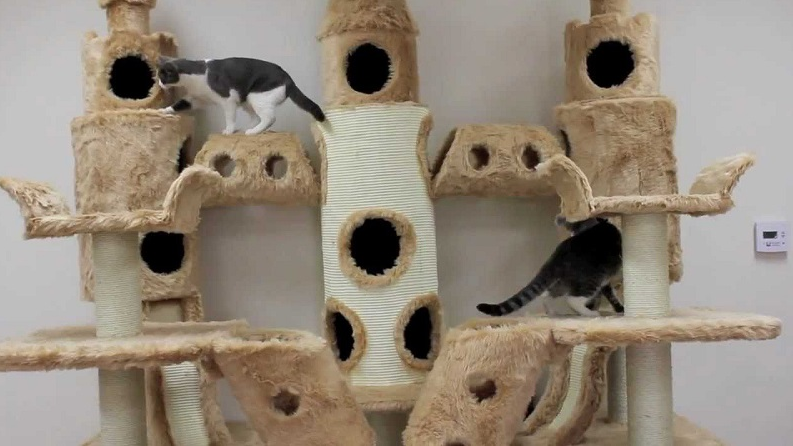 Kedi Tırmanma Oyuncakları 2019