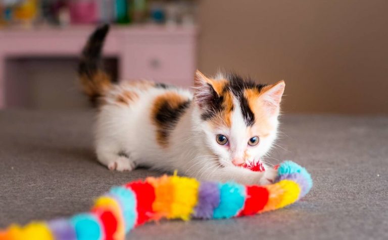 Evde Kedi Oyuncağı Yapmak