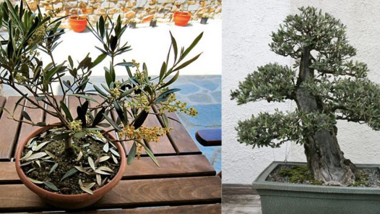 Bonsai Nedir ve Bakımı Nasıl Yapılır?