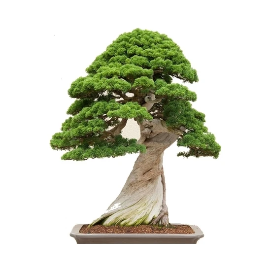 bonsai bitkisi bakımı nasıl olur