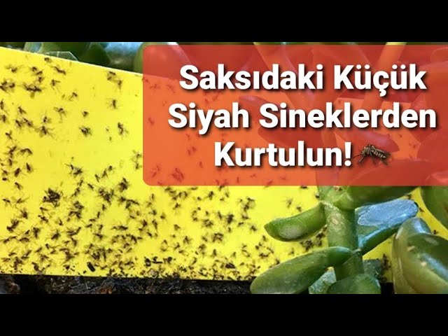 Saksıdaki Küçük Sinekleri Yok Etmek 2023