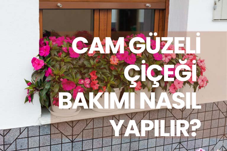 Cam Güzeli Çiçeği Bakımı Nasıl Yapılır?