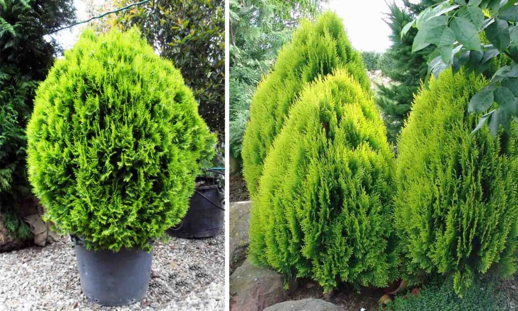 Thuja Çalıları