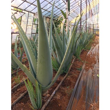 Evde Kendi Aloe Vera Bitkisi Nasıl Yetiştirilir?