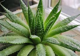 aloe vera nasıl yetiştirilir