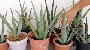 aloe vera nasıl yetiştirilir
